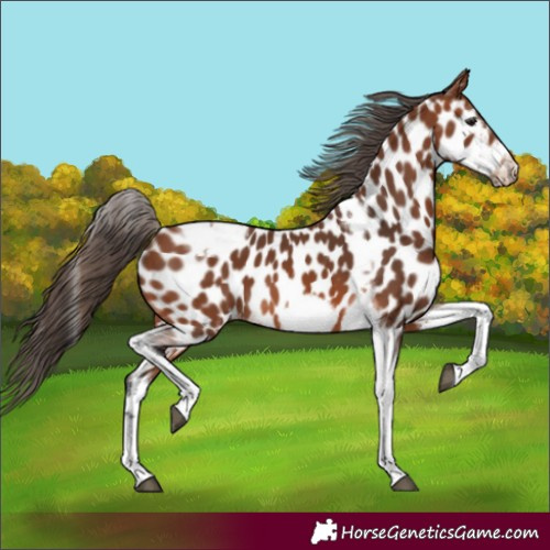 Horse Color:Bay Tobiano Frame Appaloosa 