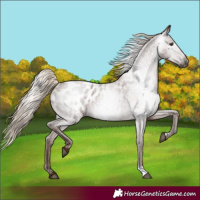 Horse Color:Gray Red Roan Blanket Rabicano 