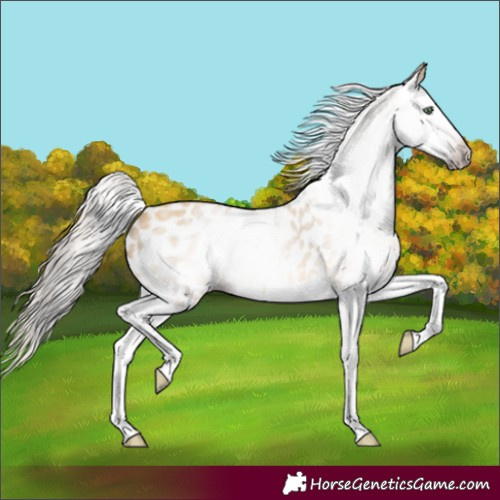 Horse Color:Gray Amber Cream Champagne Roan Splash Appaloosa 