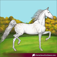 Horse Color:Gray Amber Cream Champagne Roan Splash Appaloosa 