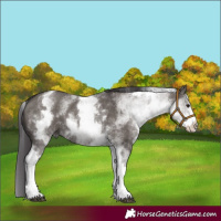Horse Color:White Spotted Smoky Grullo