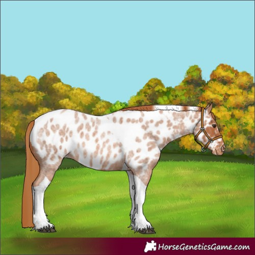 Horse Color:Red Roan Tobiano Appaloosa 