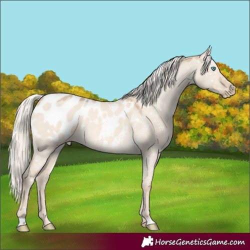 Horse Color:Cremello Dun Blanket 