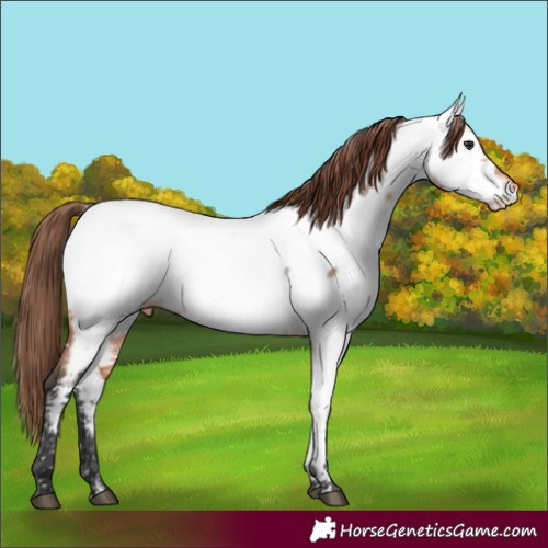 Horse Color:Bay Dun Mushroom Near Fewspot 