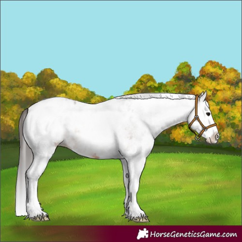 Horse Color:White Spotted Brown Roan Splash Appaloosa 