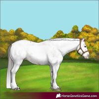 Horse Color:White Spotted Brown Roan Splash Appaloosa 