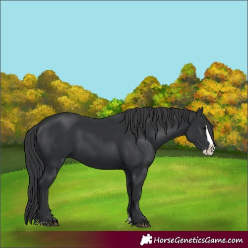 Horse Color:Black Splash