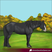 Horse Color:Black Splash