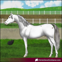 Horse Color:Brown Dun Fewspot 