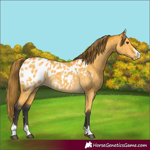 Horse Color:Buckskin Dun Near Leopard Brindle 