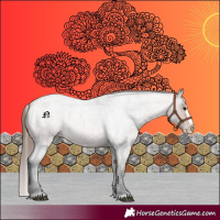 Horse Color:Bay Roan Splash Appaloosa 