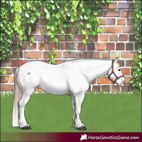 Horse Color:Bay Roan Splash Varnish 