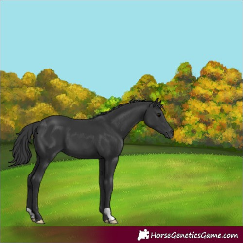 Horse Color:Black 