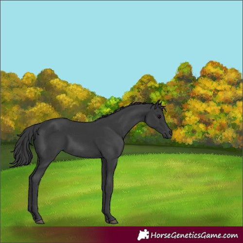 Horse Color:Black 