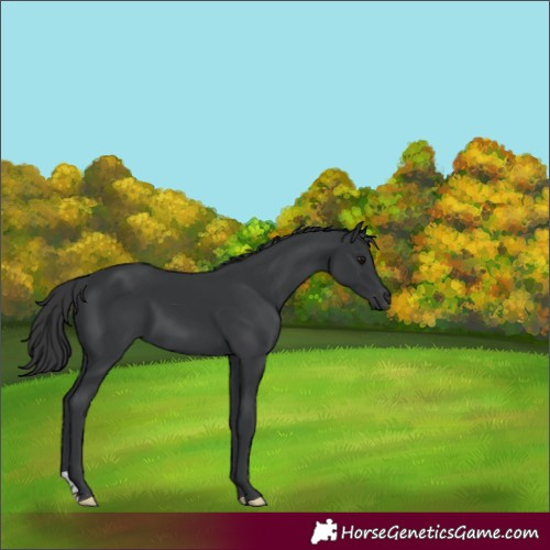 Horse Color:Black 