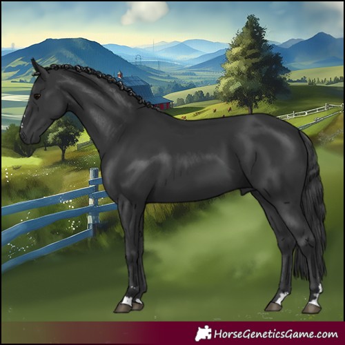 Horse Color:Black 