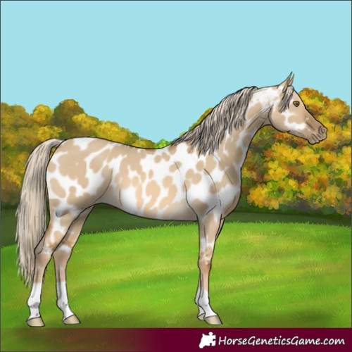 Horse Color:Chocolate Palomino Dun Mushroom Near Leopard 