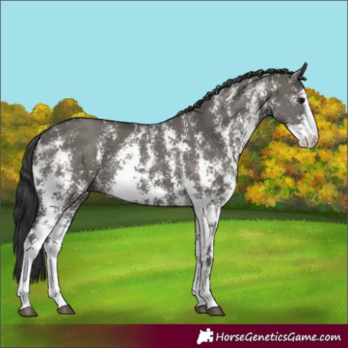 Horse Color:Grullo Sabino Rabicano 