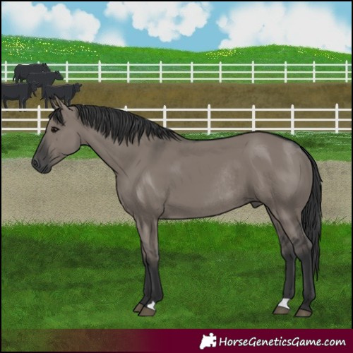 Horse Color:Grullo Rabicano 