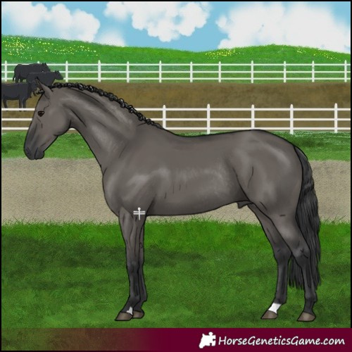 Horse Color:Grullo Rabicano 