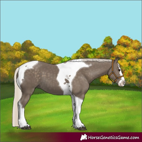 Horse Color:Silver Smoky Black Splash Tobiano 