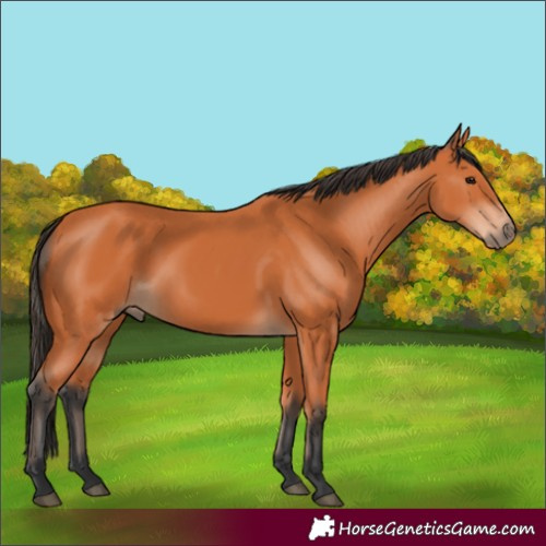 Horse Color:Bay 