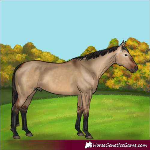 Horse Color:Gray Bay Dun 