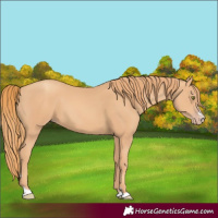 Horse Color:Gold Champagne 