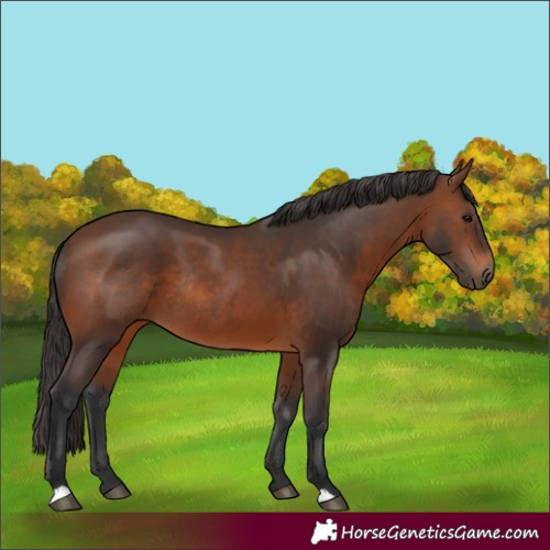 Horse Color:Brown Rabicano 