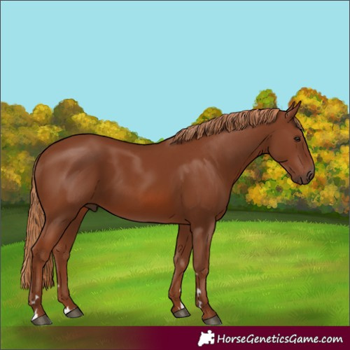 Horse Color:Chestnut 
