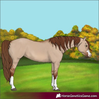 Horse Color:Red Dun 