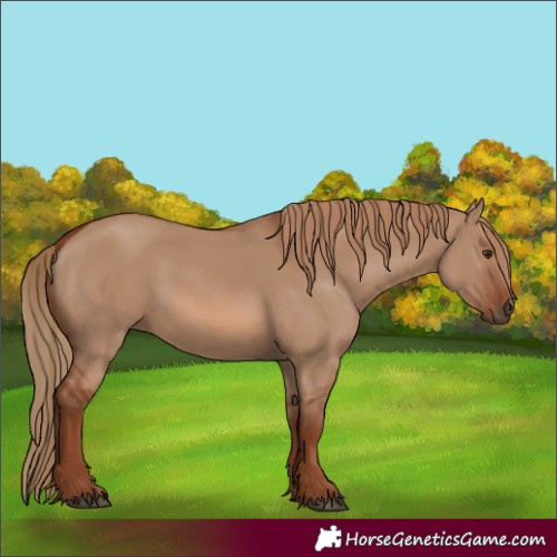 Horse Color:Red Dun 