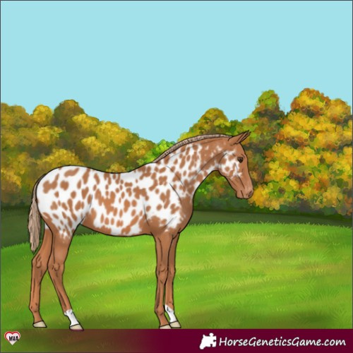 Horse Color:Chestnut Near Leopard 