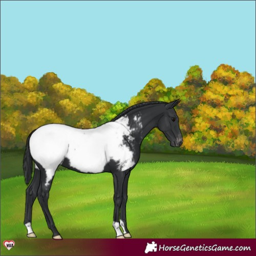 Horse Color:Black Appaloosa 