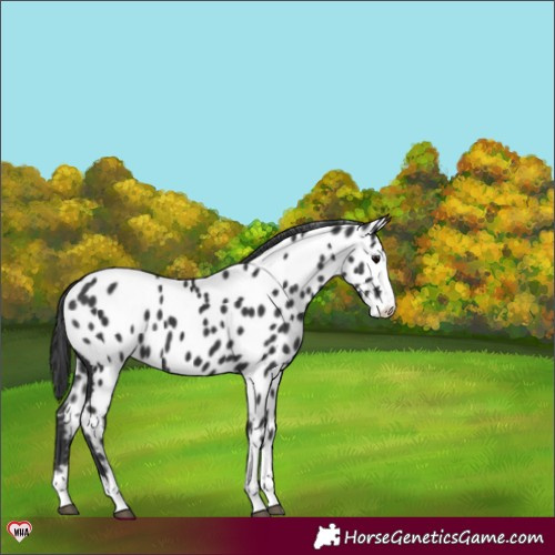 Horse Color:Black Near Leopard 