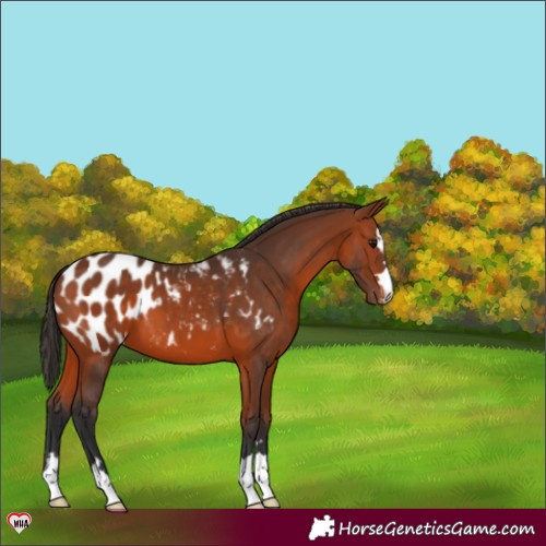 Horse Color:Bay Blanket 