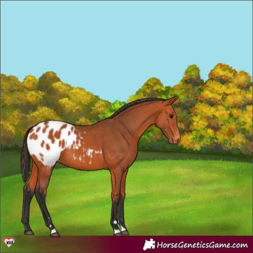 Horse Color:Bay Blanket 