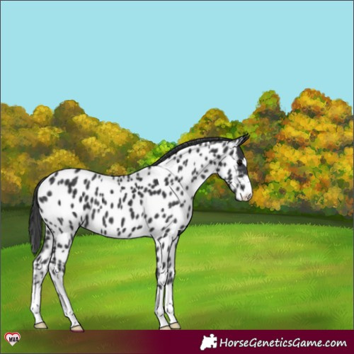 Horse Color:Black Appaloosa 