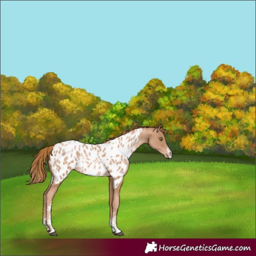 Horse Color:Chestnut Pearl Sabino Appaloosa Rabicano 