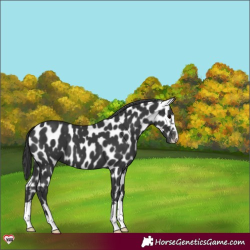 Horse Color:Black Near Leopard 