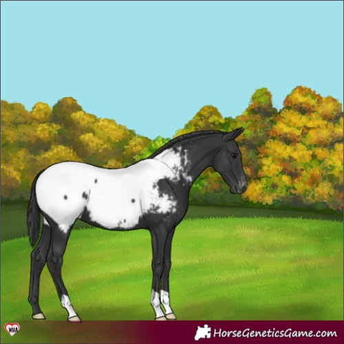 Horse Color:Black Near Fewspot 