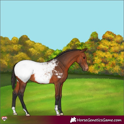 Horse Color:Bay Snowcap 