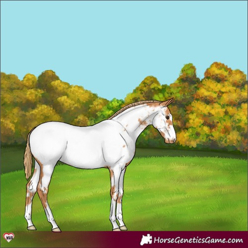 Horse Color:Chestnut Near Fewspot 