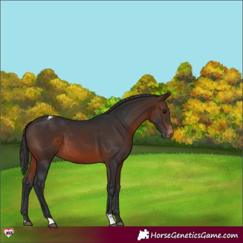 Horse Color:Brown Varnish 