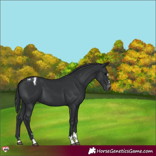 Horse Color:Black Blanket 