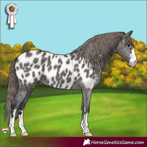 Horse Color:Grullo Appaloosa 