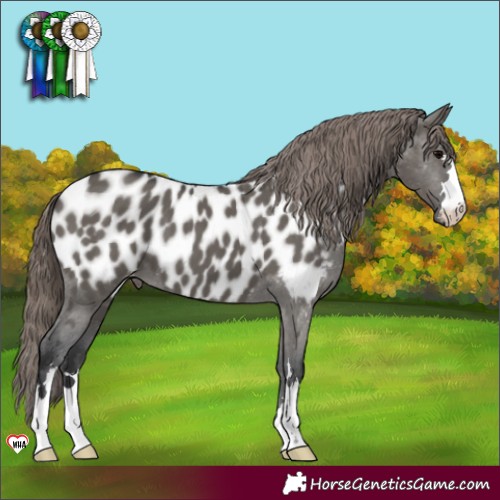 Horse Color:Grullo Near Leopard 