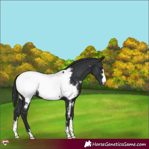 Horse Color:Black Snowcap 