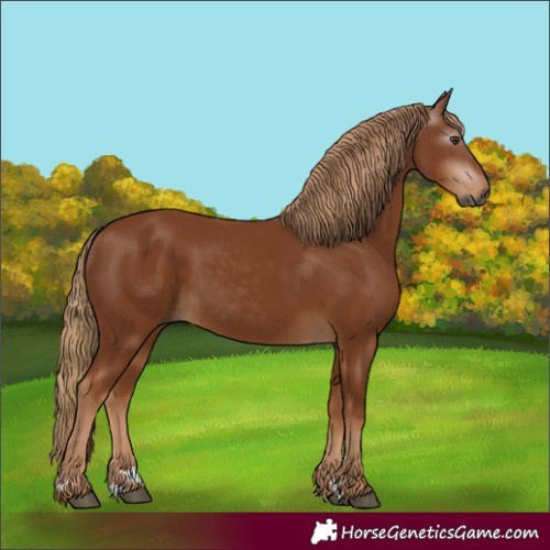 Horse Color:Gray Chestnut 