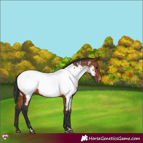 Horse Color:Bay Near Fewspot 
